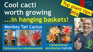 MONKEY TAIL CACTUS How to grow in hanging baskets  Cleistocactus colademononis cactuscare cacti [upl. by Levona]