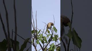 Brown Shrike brownshrike morningmoments startoftheday peacefulmoments birds birdsvideo 4k [upl. by Morissa184]