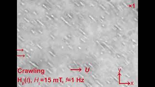 Swarming Magnetic Fe3O4PolydopamineTannic Acid Nanorobots Integrating AntibioticFree Movie 1 [upl. by Limbert]