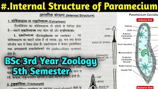 Internal structure of Paramecium in Hindi  Body structure of Paramecium  BSc 3rd year Zoology [upl. by Nnaytsirk116]