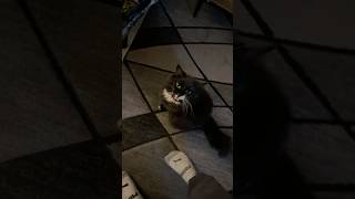 Cute tuxedo cat explains how his day whent [upl. by Aihsemak]