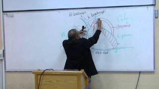 Anatomy 19th lec Dr Wagih  pt2 [upl. by Engracia]