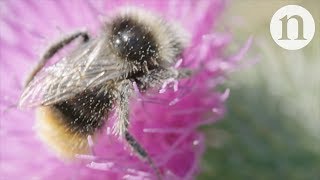 How to help pollinators in cities [upl. by Adolf]