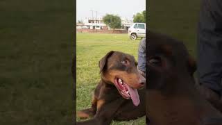 ⚠️😱 Extremely Aggressive 😬😲 Doberman 🐕shorts doberman dobermanpinscher [upl. by Dalpe200]