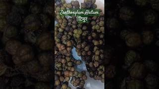 Zanthoxylum Alatum टिमुर viralshorts 🥱 [upl. by Delle]