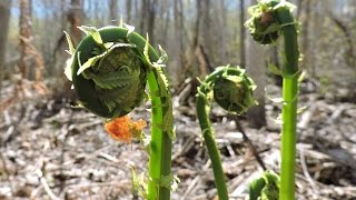 Fiddleheads Foraging Wild Edibles [upl. by Ateuqirne]