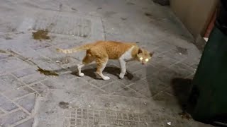 Cat Walk with Limping Leg  Limping Cat  Cat videos  Cute Cats  Cute cat video [upl. by Artenek274]