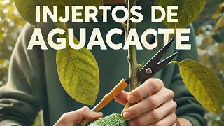 quotAprendiendo a Hacer Injertos de Aguacate Paso a Paso para Cultivar en Casaquot [upl. by Gianna109]