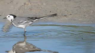 White Wagtail Ballerina bianca Motacilla alba [upl. by Rednijar968]