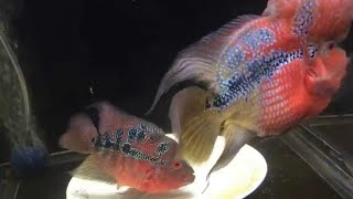 Flowerhorn Breeding Experience for the first time [upl. by Gannie686]