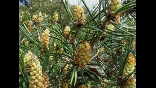 Health Benefits Of Pine Pollen [upl. by Retepnhoj307]