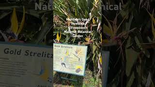 ❤️Mandela’s Gold Strelitzia at Kirstenbosch National Botanical Garden southafrica [upl. by Ynney]