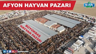 Afyon Hayvan Pazarı  Büyükbaş Hayvan Pazarı [upl. by Ahsenet]