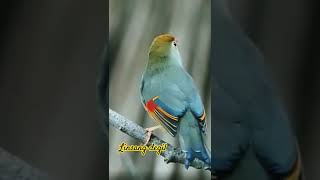 Burung red billed leiothrix leiothrix lutea [upl. by Fording]