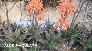 Aloe maculata Garden Center online Costa Brava  Girona [upl. by Easter]