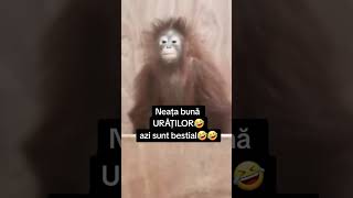 maimuta nicolaie guta parodie [upl. by Itsur]