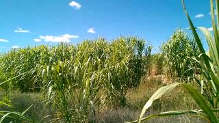 Maralfalfa en Chihuahua [upl. by Walli]