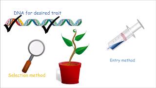 How to Make a Genetically Modified Plant [upl. by Baese]