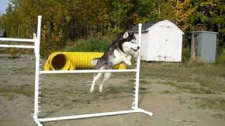 Siberian Husky Agility Demo WDMA 2009 [upl. by Matthews]