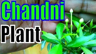 Chandni Plant Kyon Flowering Nahi Karta  Must Watch [upl. by Mailand]