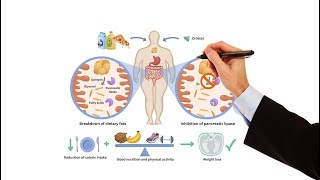 Pharmacology  WEIGHT LOSS DRUGS FOR OBESITY MADE EASY [upl. by Ilac]