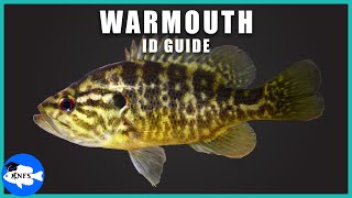 Warmouth Lepomis gulosus Identification  How to Identify the Warmouth [upl. by Nibuz]