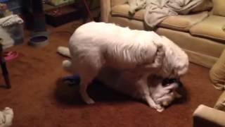 Beau  Great Pyrenees vs Ava  Maremma [upl. by Sane]