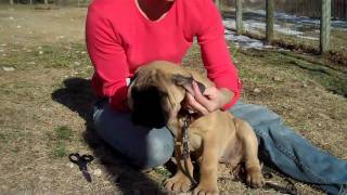 Taping Bullmastiff Ears [upl. by Hayotal]