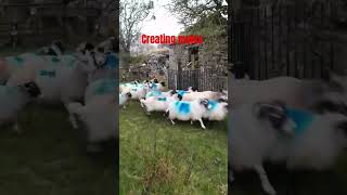 Clip of our blue faced leicester rams with ewes to create mules sheepfarming farming animals [upl. by Arria]