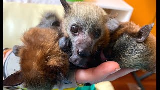 Baby flyingfoxes in Maggies sookie Hungry Hippo Madame Kefoops and Piaf [upl. by Adiene]