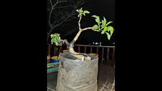 Creating a Bonsai from Nursery Stock  Cape Honeysuckle [upl. by Ahtiekal]