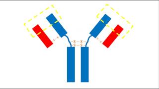 Bioquímica  Estructura de los anticuerpos [upl. by Callum]