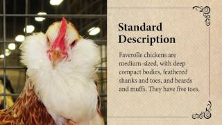 Faverolle Chicken April Breed of the Month [upl. by Etteval7]