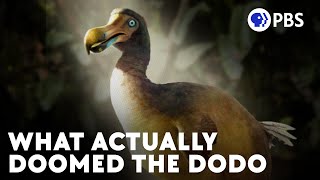 The Real Story Of The Dodo Birds Current Extinction [upl. by Yllek]