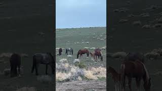 Horsin’ around 💖 Wild horses of Northern Nevada living wild and free in the Pine Nut Mountains [upl. by Lecia]