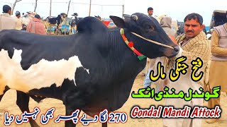 Today Gondal Mandi Attock Latest Update 26 February 2024  Fatehajngi Bulls Domail Mandi [upl. by Nawoj]