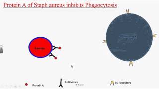 Bacterial Pathogenesis [upl. by Goldie]