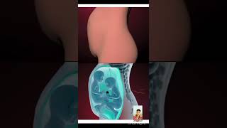 Babys Moments inside the womb 3D Animation fetalmovement shorts short [upl. by Dranik614]