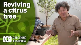 How to revive an unhealthy citrus tree  DIY Garden Projects  Gardening Australia [upl. by Ansaev873]