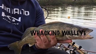 Whacking Walleye fishing on Fanshawe Lake [upl. by Eldrid555]