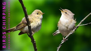 Birdsong  Relaxing Nature Sounds to Reduce Stress Anxiety and Depression Heal the Heart [upl. by Shepherd]