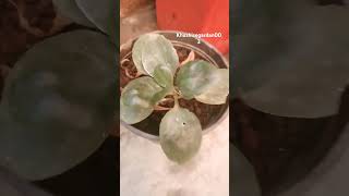 Kalanchoe plants indoorplantplantnursery flowers gardeningtips kalanchoe diy ytshorts [upl. by Jacqueline53]