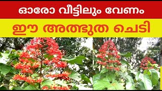 Clerodendrum paniculatum പൊള്ളൽ ചെടി [upl. by Akapol]