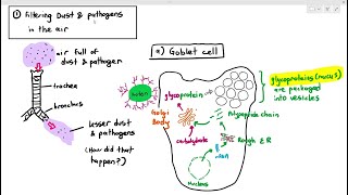 Tissues Part 2  Epithelial Tissue Crash Course Anatomy amp Physiology 3 [upl. by Norramic]