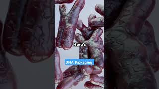 DNA Nucleosome Genetics MolecularBiology ScienceExplained GeneRegulation Histones facts [upl. by Atived815]