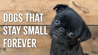 TOP 5 Small Dog Breeds That Stay Small [upl. by Brahear]