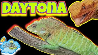 Daytona National Reptile Breeders Expo 2024 Full Walkthrough Finale [upl. by Earehc831]