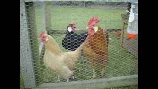 My Ancona bantams and Minorca bantams [upl. by Paula946]