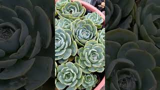 Echeveria Glauca suculentas [upl. by Donegan]