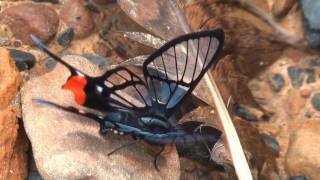 Two Chorinea species from YungasBolivia [upl. by Ailyn]